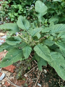 野刺苋根带刺汉菜根 新鲜红刺苋根刺菜根红梗刺笕菜苋菜头马齿苋