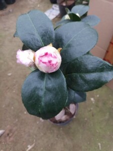 宽彩带(又名白衣大皇冠山茶花)宽彩带(又名白衣大皇冠山茶花)