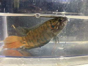 中国斗鱼大型巨普野生普叉不打氧气淡冷水观赏鱼