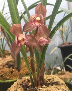 大红荷两壮带苞:春剑红花荷瓣.四川省雅安市荥经县境内下山,时