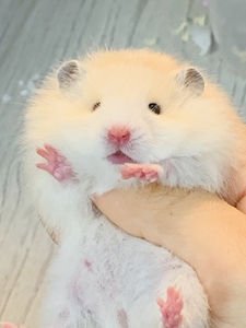 一窝长毛卷毛黄波利纹弟弟妹妹金丝熊