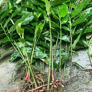 【正宗阳春砂仁苗】正宗阳春砂仁苗品牌,价格 - 阿里巴巴