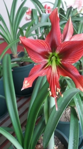 朱顶红(单瓣品种)侧球组合,品种有红凤蝶,猫凤,血鹦鹉x凤蝶1人付款