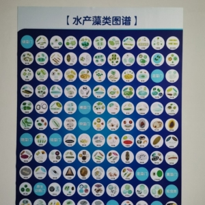 淡水藻类图谱挂图水产养殖浮游微生物高清海报图谱60*90cm