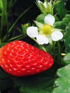 草莓苗章姫，红颜，甜查理，妙香七号，桃熏，全明星草莓苗种植基
