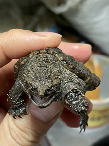 出个纯佛鳄龟,野配野纯佛,野佛,大头,霸气