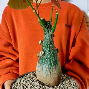 龟纹木棉 实生肉质绿背龟甲绿化景观植物 墨西哥椭叶块根