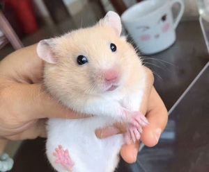 金丝熊宠物35元2只包邮包活小宠物仓鼠宝宝三线紫仓布丁银狐奶