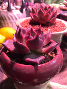 韩货多肉二代东云小红皮蛋