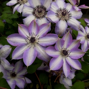 铁线莲纪三井寺p9盆两年苗