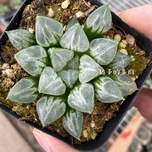 爱心寿多肉植物批发十二卷玉露办公室内绿植花卉盆栽易养