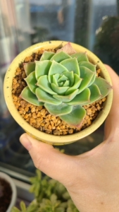 多肉植物景天翡翠塔(梅丽格),长宽高7*7*9cm ,果冻色