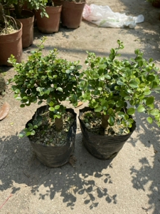 海南香兰树盆景稀有品种庭院悬崖造型植物名贵树种开花浓香精品高