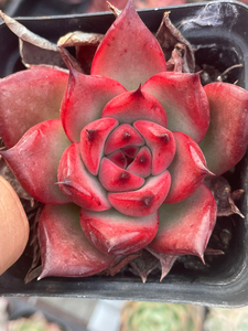 东云 便宜抛售了 不太会养 老桩 下面划水过.