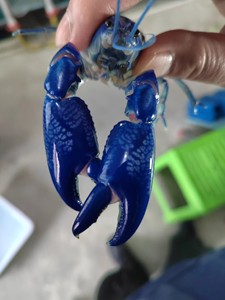 人工天空蓝魔虾！人工天空蓝鳌虾！淡水观赏虾！
