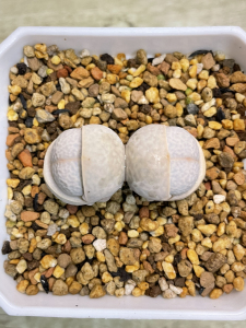 高尔夫生石花 肉锥 南蛮玉 高尔夫生石花 肉锥 南蛮玉 双头