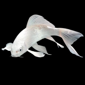 纯白色大尾巴金鱼图片