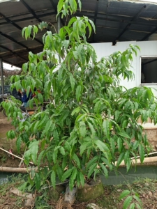 大巨红钻嘉宝果树,欢迎到场自提