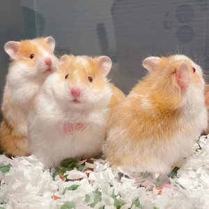 (40一只包子脸长毛熊包邮)长毛金丝熊家养小仓鼠仓鼠宠物繁殖