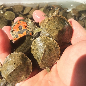 000人付款淘宝精品黑花小甲鱼苗100-150克15一只,200-250克2东