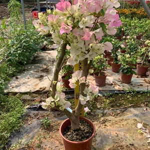 绿樱三角梅大树桩 白里透红 颜色粉嫩庭院阳生植物