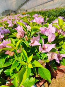 金夫人三角梅 先明金叶 阳光越照越金 也叫金叶新加坡大宫粉