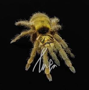 千里达橄榄金原色种 经典蜘蛛 新手养蜘蛛首选2.5-3cm左