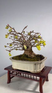 000人付款淘宝『禾园』日本土佐水木小品小型盆景盆栽江南美丽家