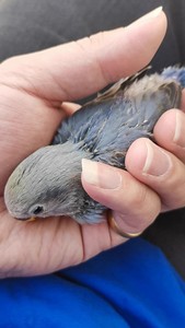 紫罗兰牡丹鹦鹉,手养亲人,送保温箱和鹦鹉奶米粉