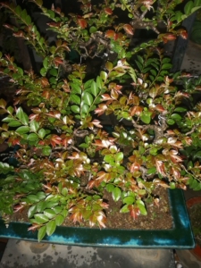 黑骨茶红芽小品根艺盆景成品,雨后拍摄该树效果图,该树仅供欣赏