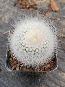 白头翁,白小定,仙人球开花的品种,不信仔细看花苞!6厘米的盆