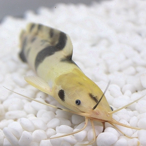 小丑武士鱼牛奶猫黑白猫活体观赏鱼热带鱼招财猫狗仔鲸鲶鱼