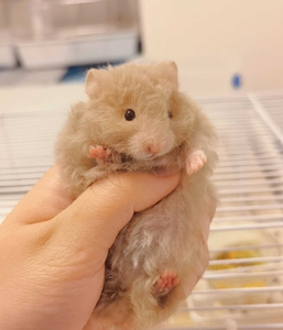 (50一只长毛金丝熊包邮到家)仓鼠米熊米熊家养小仓鼠仓鼠宠物