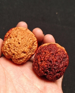 【精品55】41大尺盘丝密纹闷墩元宝蛤蟆头云南野生铁核桃文玩