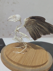 胡氏_阔少淘宝落地大型摆件驼鸟骨架动物骨骼仿真化石标本教学道具