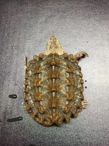 大鳄龟大理石变异大鳄wg变异大鳄龟严格全品变异大鳄 普通全品