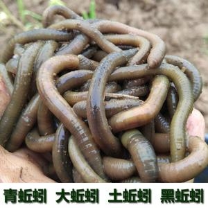 收购蚯蚓,卖蚯蚓的可以联系我,大量收购蚯蚓,干的,鲜的都收