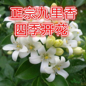 新采九里香种子香味浓郁驱蚊盆栽九里香苗秧孑庭院阳台花卉花种籽