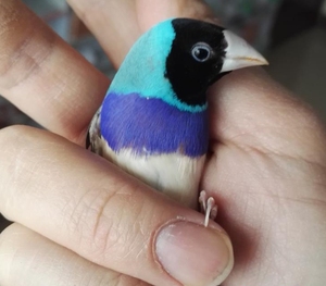 白黑眼#十姐妹#七彩金背文鸟#可邮寄