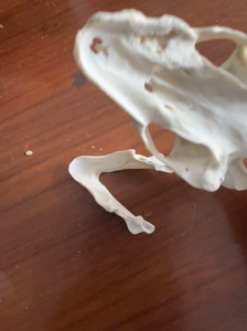 甲鱼骨头,标本,文玩,自己盘,尺寸在图上