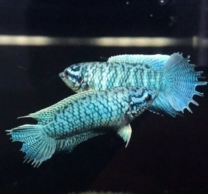 中国斗鱼,帝王精致蓝蛇纹蓝蛇,精品极品种鱼多选择价格,满足每