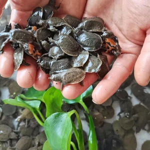 【包邮】甲鱼苗包邮包活自家繁殖鱼苗中华鳖苗小甲鱼活体 八团鱼