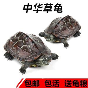 中华草龟活物包活外塘精品草龟长寿龟观赏龟墨龟金线龟宠物小乌龟