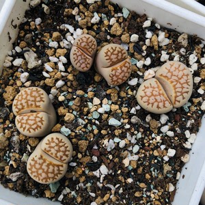 生石花 黄金线 c63b 母本