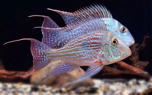 8-13厘米斯威尼关刀鱼3-5厘米斯威尼关刀鱼鱼苗 鱼场直发