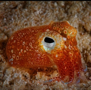 黄金乌贼 网红小乌贼 宠物章鱼 翻砂乌贼 ,海水鱼