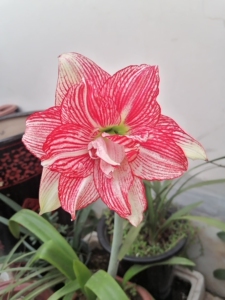 000人付款淘宝十二单衣朱顶红,自己天台露养,有花叶,球直径5.