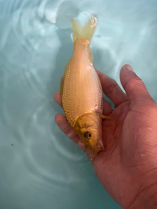 进口锦鲤产母鱼九十八厘米 子一代 小西血统芥子 赤目 黑眼