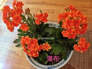 瀑布长寿花