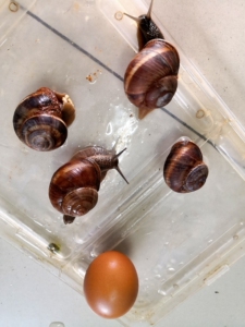 圆壳蜗牛,形体漂亮,易饲养.自家繁殖